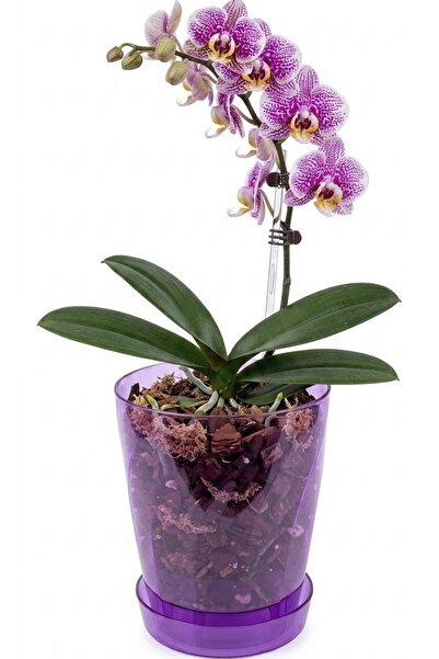 Alika Tekstil ve Ev Gereçleri Orkide Saksısı, 1,5 Litre Kristal Orkide Saksı