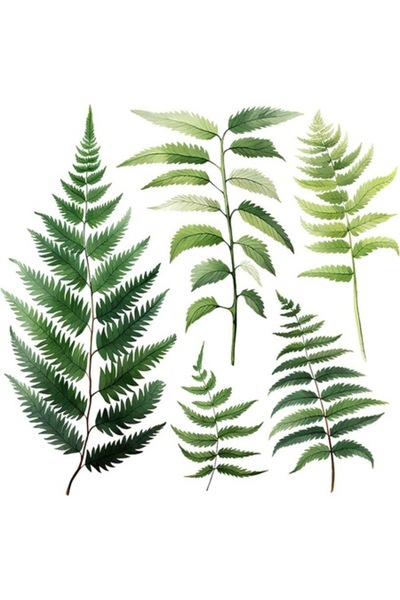 OEM Autocolant decorativ, ramură de ferigă, verde