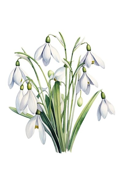 OEM Autocolant decorativ, ghiocei, alb