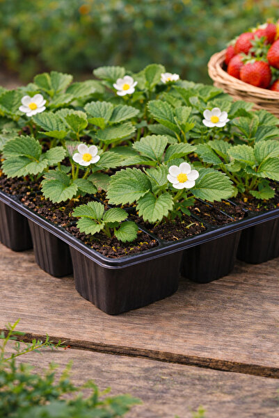 Vasada 12 Adet Monterey Çilek Fidesi Yediveren 6x5,5 cm Viyolde Dikime Hazır