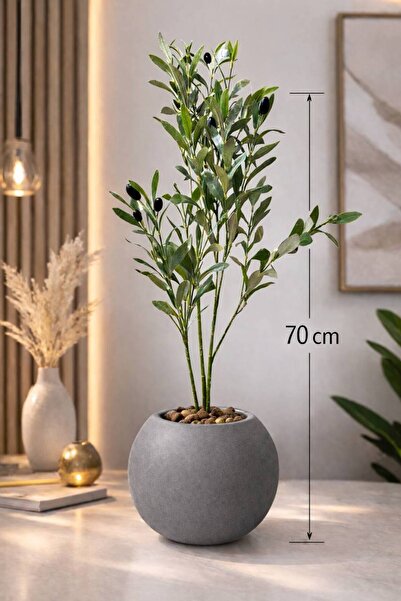 CENTRHOME شتلة زيتون بطول 70 cm بمركن مكور