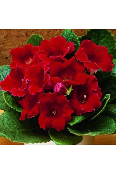 Miracle Garden Gloxinia Defiance