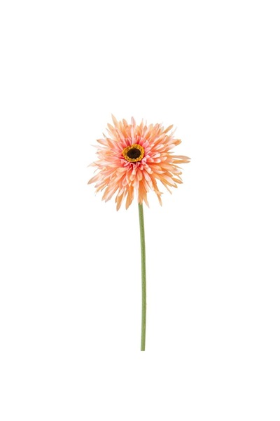Midas Furniture Artificial flowers, beige gerbera, 57 cm