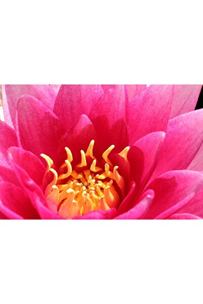 variegataseeds water lily nilüfer tohumu Pembe 10 adet