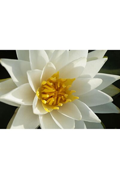 variegataseeds water lily nilüfer tohumu beyaz 10 adet