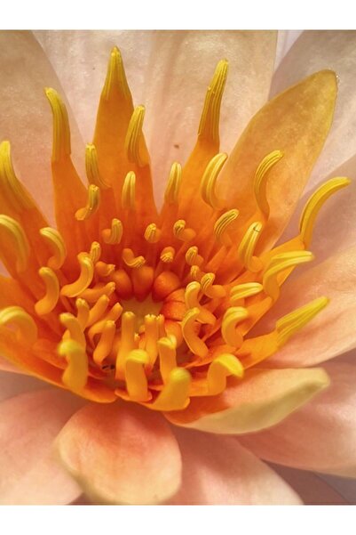 variegataseeds Water lily nilüfer tohumu turuncu 10 adet