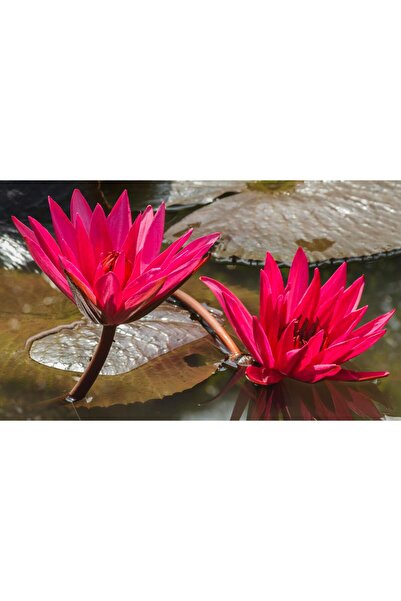 variegataseeds Water lily nilüfer tohumu kırmızı 10 adet