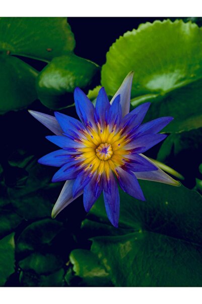 variegataseeds Water lily nilüfer tohumu mavi 10 adet