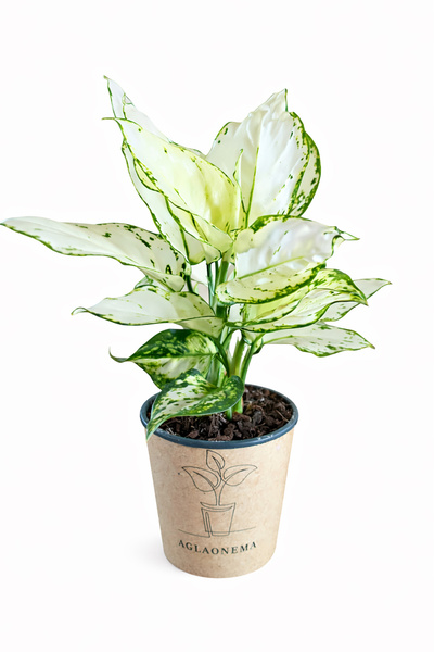 ERNAZ Aglaonema Snow White (Çin Herdemyeşili) | Beyaz Yapraklı Ev & Ofis Bitk...