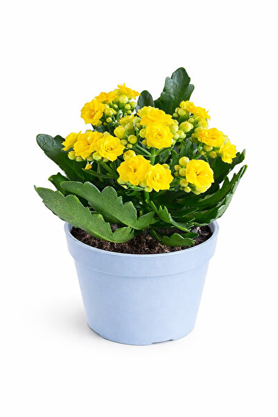 ERNAZ Kalanşo Çiçeği (Kalanchoe) Sarı | Renkli Çiçekli Salon Bitkisi | Dekora...