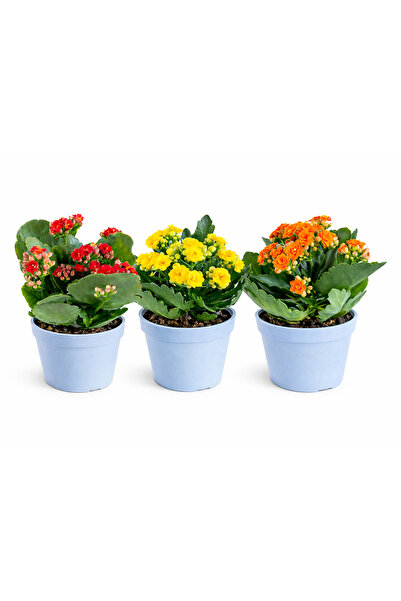 Genel Markalar Kalanşo Çiçeği (Kalanchoe) 3'lü Set | Renkli Çiçekli Salon Bit...