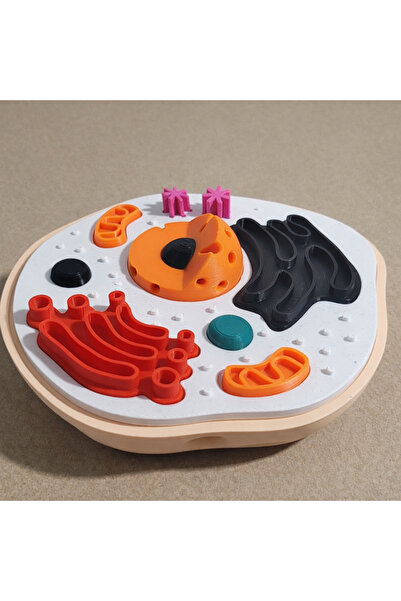 DoBi3D 3D Baskı Hücre Modeli – Detaylı Hayvan Hücresi Eğitim Seti – Biyoloji ...