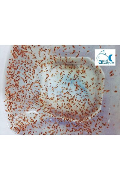 Atılım Akvaryum Daphnia Su Piresi Kültürü Balık Yemi 1000 Adet Üzeri Büyük Paket