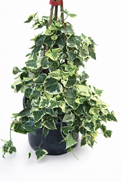 ERNAZ Alacalı Duvar Sarmaşığı (Hedera Helix Variegata) Piramit görünümlü | Do...