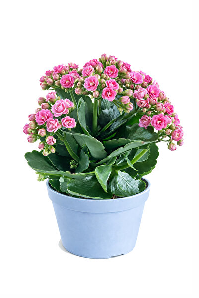 ERNAZ Kalanşo Çiçeği (Kalanchoe) Pembe | Renkli Çiçekli Salon Bitkisi | Dekor...
