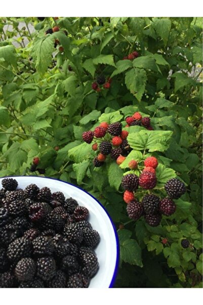 FİDANLIDAN Tüplü Dikensiz Jumbo Böğürtlen Fidanı 30-60 cm