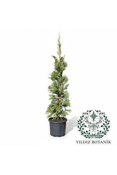 YILDIZ BOTANİK Leylandi Fidanı Çam Ağacı Çit Bitkisi Cupressocyparis Leylandi...