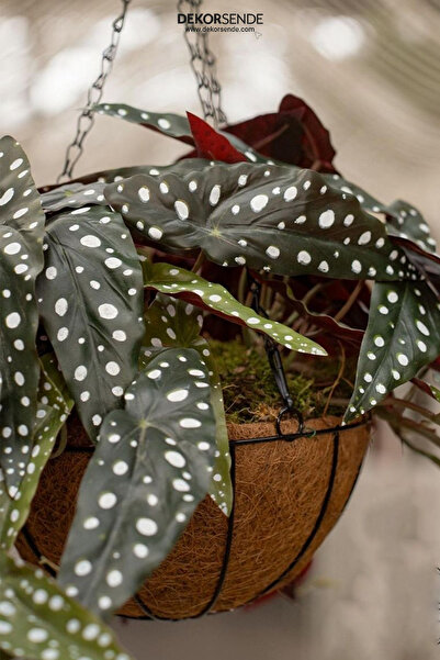 Dekorsende Yapay Fil Kulağı Sarmaşık Demeti 55 Cm