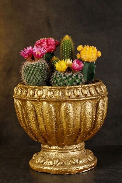 Evene Mini Çiçek Saksı Küçük Sukulent Altın Kaktüs Saksısı Model 17