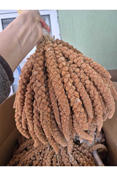 RBPET KIZIL DAL DARI 1. KALİTE YENİ MAHSUL MİN 15CM BOY 1KG