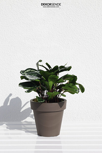 Dekorsende Veštačka kaleteja, 30 cm
