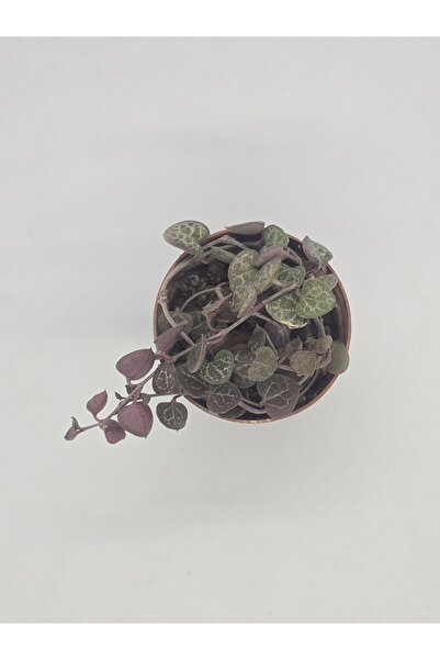 DOĞA BAHÇESİ Ceropegia Woodii (Kalp Kalbe Karşı Çiçeği) 5.5cm Saksılı