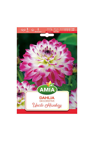 OEM Bulbi Dalie, Uncle hankey, galben, mov, 1 buc