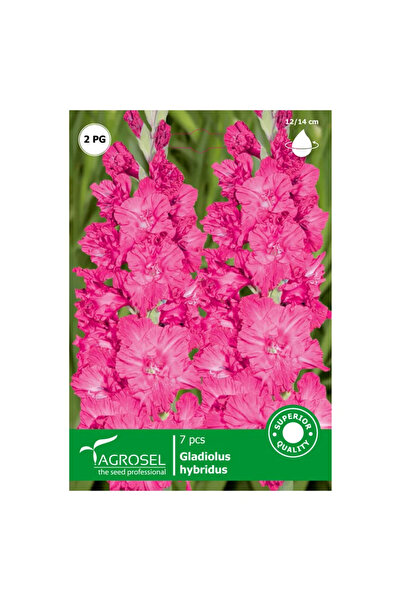 OEM Βολβοί γλαδιόλας Agrosel, ροζ (7 τεμ.)