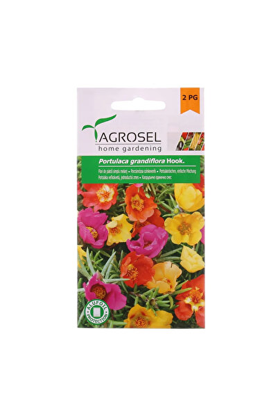 OEM Σπόροι λουλουδιών άνοιξης, πέτρινα άνθη, Starsem