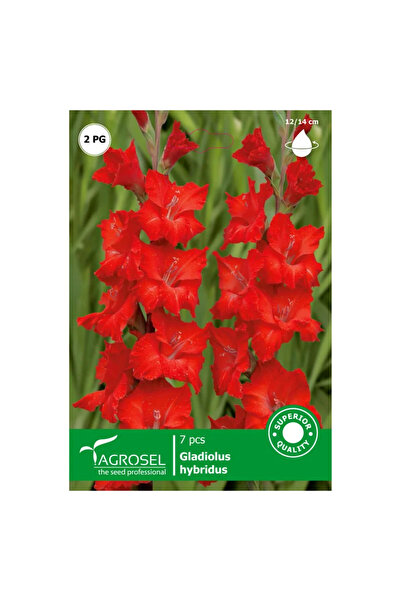 OEM Βολβοί γλαδιόλας Agrosel, ντομάτες (7 τεμ.)