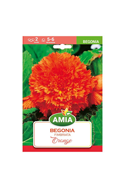 OEM Βολβοί Μπιγκόνιας, πορτοκαλί, 2 τεμάχια