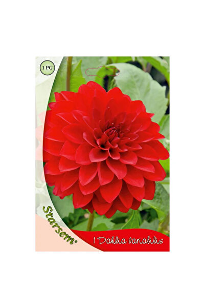 OEM Λαμπτήρας ντάλια Ellen Starsem, κόκκινος