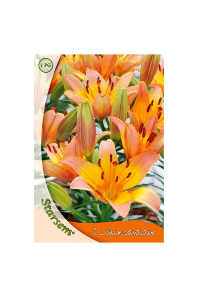 OEM Βολβοί κρίνος Starsem, πορτοκαλί (2 τεμ.)