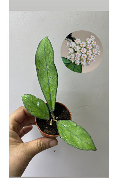 nazlı çiçekçilik Hoya Crassipetiolata Mum Çiçeği 5,5lik Saksıda