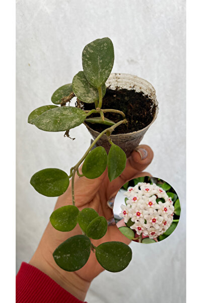 nazlı çiçekçilik Hoya Mathilde Splash mum çiçeği