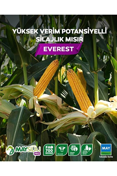 MAY TOHUM May Everest mısır tohumu 50.000 adet