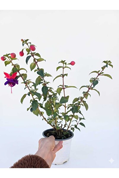 Atlas Flora Garden Küpeli çiçeği