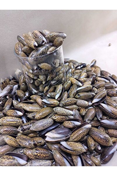 Royall Craft 100 Gr Deniz Kabuğu - Naturel Dekor, Hobi, Teraryum, Akvaryum Ge...
