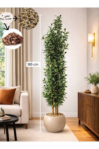 CENTRHOME An olive tree with three branches, 185 cm tall, in a round pot