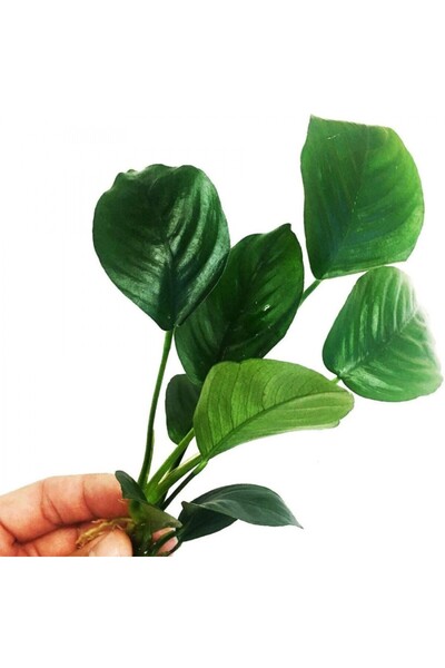 netx Canlı Bitki L013 Anubias barteri broad leaf