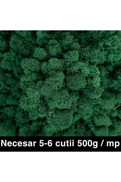 Roberto Rossi Cleaned and Rootless Preserved Lichens 500g NET. ULTRA PREMIUM ...