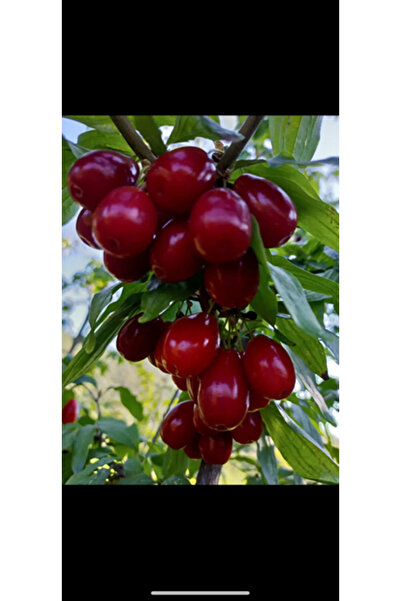 DH STORE TÜPLÜ İRİ MEYVELİ AŞILI KIZILCIK FİDANI YAŞ 3 BOY 70-100 CM BOL MEYVELİ