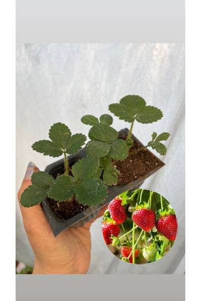 nazlı çiçekçilik Albion Yediveren Çilek Fidesi 2 Adet