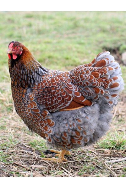 KARACAN SÜS TAVUKLARI VE YUMURTA 12 ADET RED BLUE LACED WYANDOTTE KULUÇKALIK ...