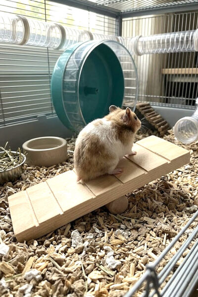 Kuzeylina Hamster Oyuncağı Tahtıravalli - Doğal Ahşap - 20x7 cm