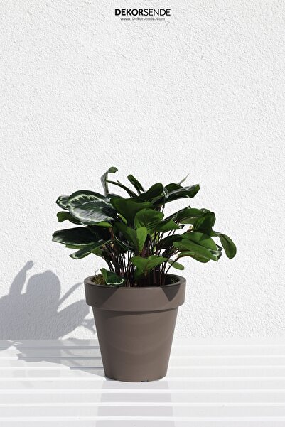 Dekorsende حزام كالثيا صناعي 30 سم