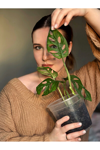 Bitkicin Monstera Monkey Mask - Monstera Adansonii - Sarmaşık Deve Tabanı Bit...