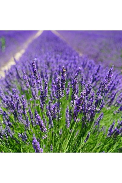 ASES Saksıda 2 Adet Lavanta Çiçeği(Lavandula Officinalis) Fidanı 30-40 CM