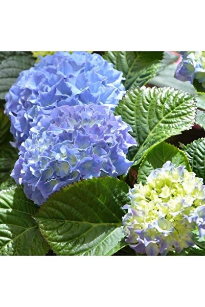 ESTEMES BOTANİK Mavi Ortanca Çiçeği Fidanı10-20 cm