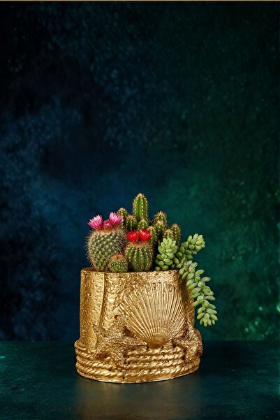 Evene Mini Çiçek Saksı Küçük Sukulent Altın Kaktüs Saksısı Model 5